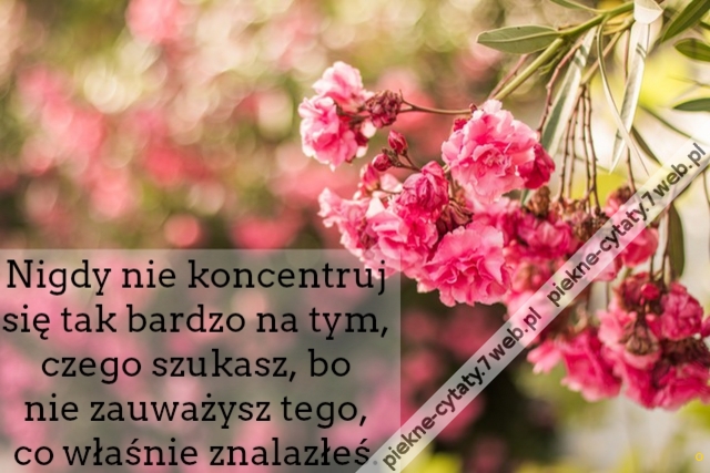 Nigdy nie koncentruj się tak bardzo na tym, czego szukasz, bo nie zauważysz tego, co właśnie znalazłeś.