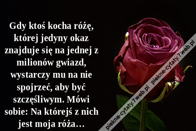 Gdy ktoś kocha różę, której jedyny okaz znajduje się na jednej z milionów gwiazd, wystarczy mu na nie spojrzeć, aby być szczęśliwym. Mówi sobie: Na którejś z nich jest moja róża…